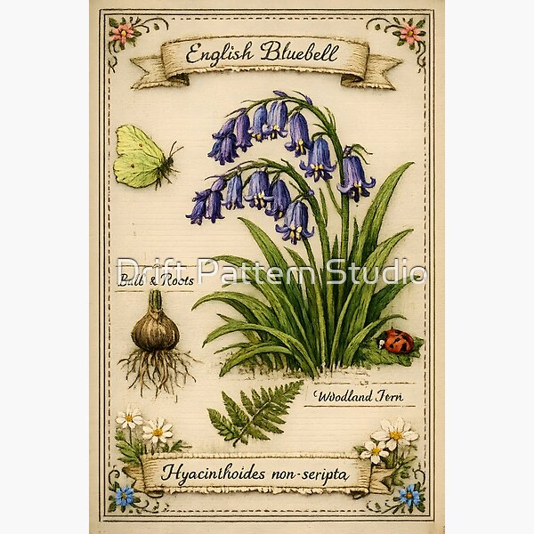 English Bluebell Botanical Study — vintage embroidered botanical herb illustration by Drift Pattern Studio